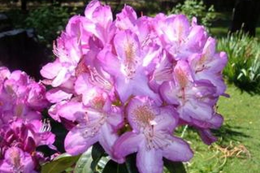 foto-1