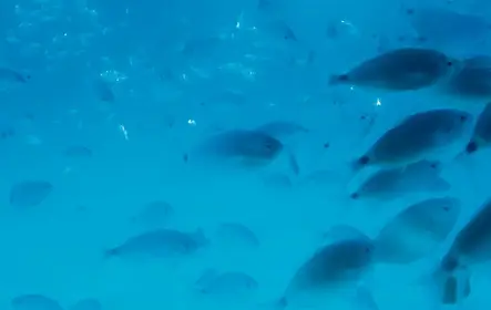 Mergulho Avançado em Lanzarote
