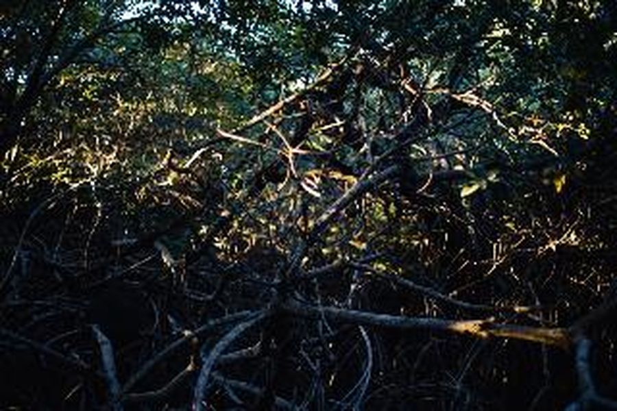 photo-1