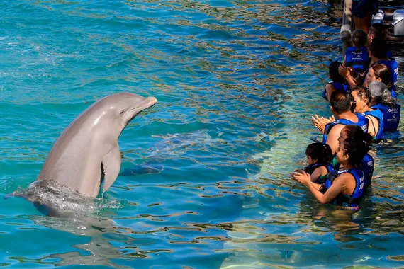 Nado com Golfinhos na Isla Mujeres - Cancún