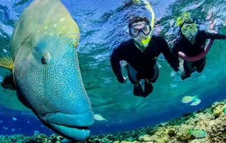 Tour de snorkel en el arrecife exterior de Port Douglas