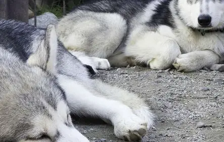 Parque Husky Rovaniemi