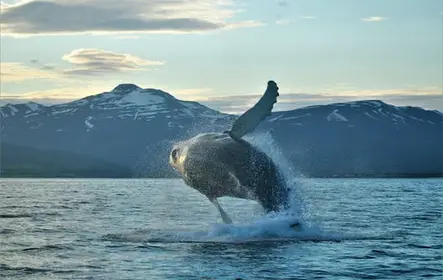 Akureyri Classic Whale Watching